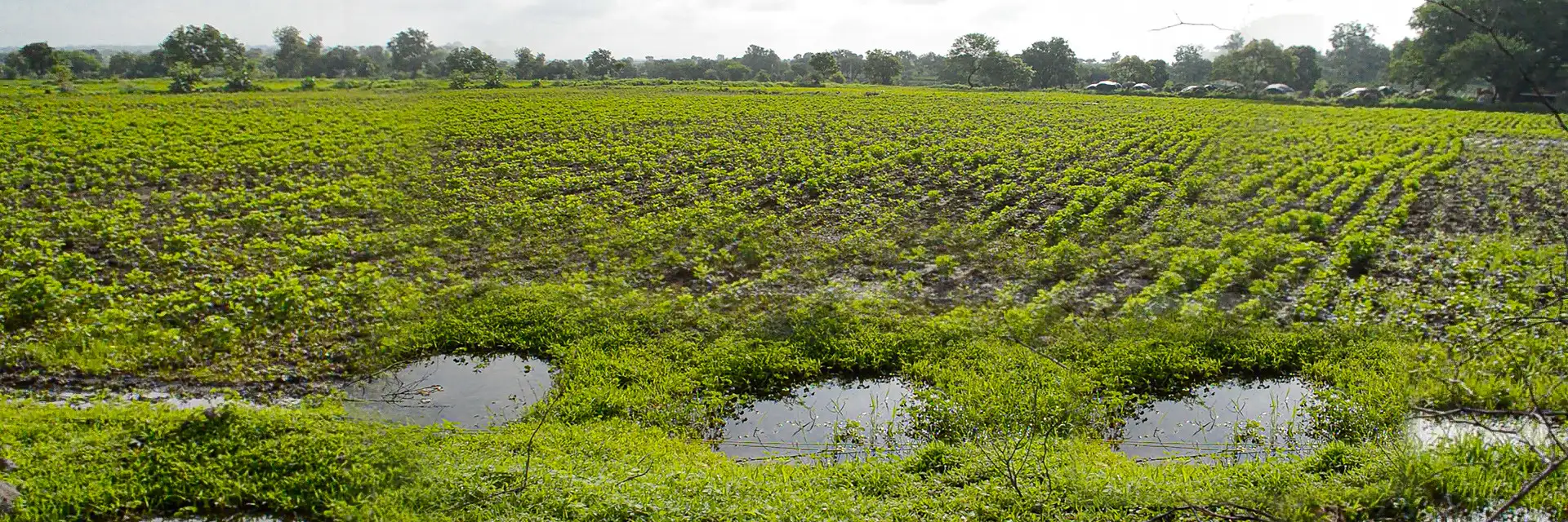 Project JalTara: a scalable answer to India's groundwater crisis, built one acre at a time.
