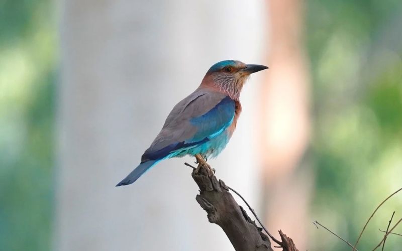 Blue Jay